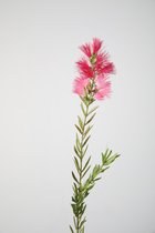Kunstbloem - kangaroo paw - topkwaliteit decoratie - 2 stuks - zijden bloem - roze - 71 cm hoog