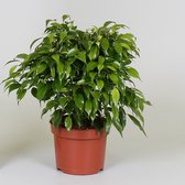 Kamerplant van Botanicly – Treurvijg – Hoogte: 27 cm – Ficus benjamina