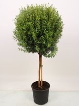 Boom van Botanicly – Myrtus communis – Hoogte: 60 cm