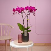 Optistar Joyride orchidee paars in Molise antraciete pot | Ø 12 cm | ↕ 55-65 cm
