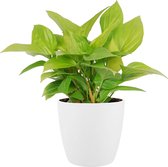 Homalomena Lemon Lime in ELHO sierpot (wit) ↨ 40cm - hoge kwaliteit planten