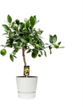 Citrus Lime in ELHO outdoor sierpot Greenville Rond (wit) ↨ 80cm - hoge kwaliteit planten