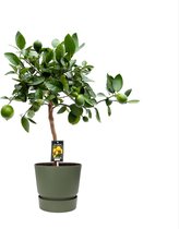 Citrus Lime in ELHO outdoor sierpot Greenville Rond (groen) ↨ 80cm - hoge kwaliteit planten