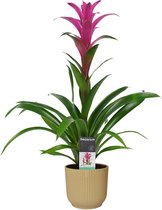 Decorum Guzmania Freya in ELHO ® Vibes Fold Rond (botergeel) ↨ 60cm - planten - binnenplanten - buitenplanten - tuinplanten - potplanten - hangplanten - plantenbak - bomen - plante