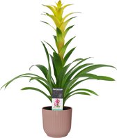 Decorum Guzmania Hilda in ELHO ® Vibes Fold Rond (delicaat roze) ↨ 60cm - planten - binnenplanten - buitenplanten - tuinplanten - potplanten - hangplanten - plantenbak - bomen - pl
