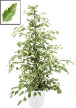 Ficus benjamina 'Twilight' in ELHO Brussels Round (wit) ↨ 105cm - planten - binnenplanten - buitenplanten - tuinplanten - potplanten - hangplanten - plantenbak - bomen - plantenspuit
