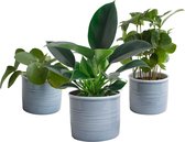 Trio ‘Gezellig Groen’ in Laos keramiek (blauw) ↨ 20cm - 3 stuks - hoge kwaliteit planten