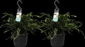 Duo Microsorum diversifolium ↨ 40cm - 2 stuks - hoge kwaliteit planten