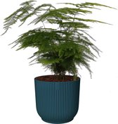 Asparagus Setaceus ‘Plumosus’ in sierpot Vibes Fold Rond (diepblauw) ↨ 28cm - hoge kwaliteit planten