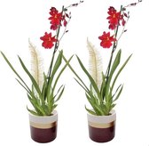Dolomite Horizon Bordeaux Cambria Nelly Red Velvet 1T8+ ↨ 60cm - 2 stuks - hoge kwaliteit planten