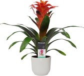 Decorum Guzmania Tutti Frutti in ELHO ® Vibes Fold Rond (zijde wit) ↨ 60cm - planten - binnenplanten - buitenplanten - tuinplanten - potplanten - hangplanten - plantenbak - bomen -