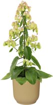 Kalanchoë 'Magic Bells' in ELHO Vibes Fold sierpot (botergeel) ↨ 65cm - planten - binnenplanten - buitenplanten - tuinplanten - potplanten - hangplanten - plantenbak - bomen - plantenspuit