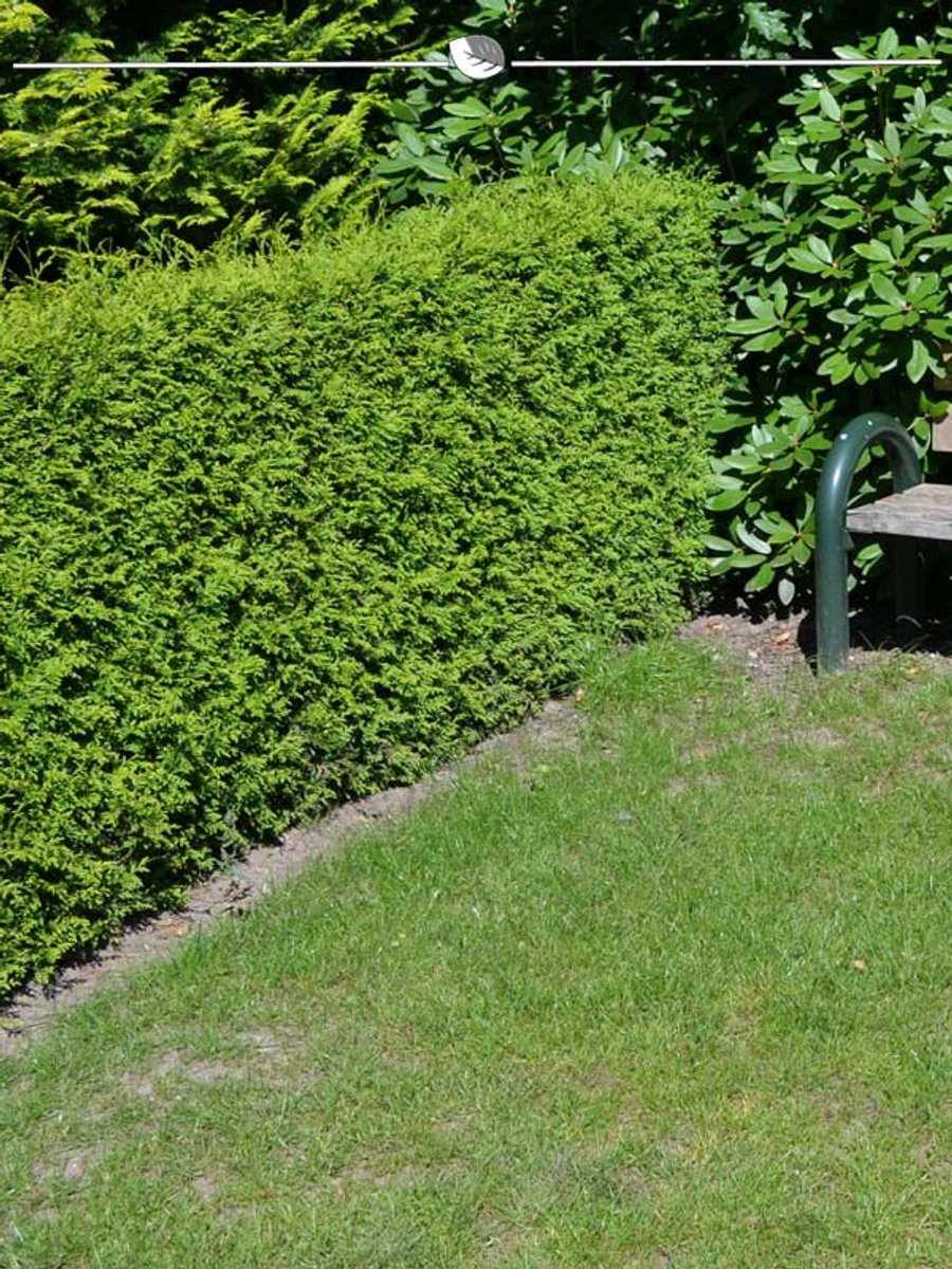 Westerse Levensboom Thuja Brabant 60-80 cm, 12x Haagplant