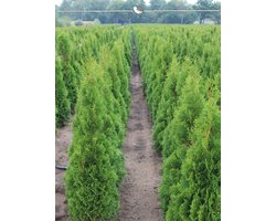 Westerse Levensboom Thuja Smaragd 120-140 cm, 8x Haagplant