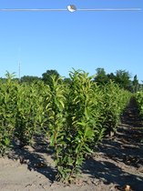 Laurier Prunus Genolia 180-200 cm, 18x Haagplant