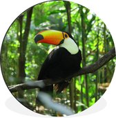 Cercle mural - Cercle mural - Toucan dans l'arbre - Aluminium - Dibond - ⌀ 60 cm - Intérieur et Extérieur