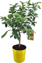 Kamerplant van Botanicly – Citrus Lemon – Hoogte: 70 cm