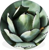 Cercle mural - Cercle mural - Photo de détail d'un cactus vert menthe - Aluminium - Dibond - ⌀ 30 cm - Intérieur et Extérieur
