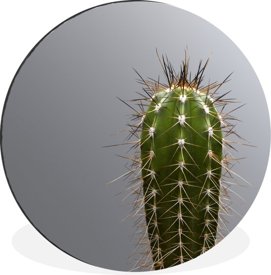 WallCircle - Wandcirkel - Muurcirkel - Cactus botanische print - Aluminium - Dibond - ⌀ 30 cm - Binnen en Buiten