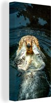 Canvas Schilderij Otter ligt in het water - 40x80 cm - Wanddecoratie