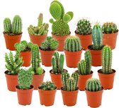 ZynesFlora - Mini Cactussen Mix - 18 Stuks - Ø 5,5 cm - Hoogte: 5-10 cm - Cactus - Kamerplant