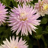Dahlia 'Kiev' | Dahlia bol | Wit roze | Biologisch | Zomerbloeier | Meerjarige winterharde bollen
