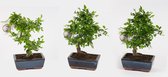 Bonsai van Botanicly – 3 × Bonsai Mix – Hoogte: 20 cm