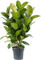 Kamerplant van Botanicly – Rubberboom – Hoogte: 105 cm – Ficus elastica