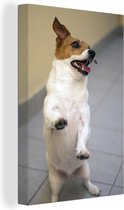 Canvas Schilderij Staande Jack Russel hond - 20x30 cm - Wanddecoratie