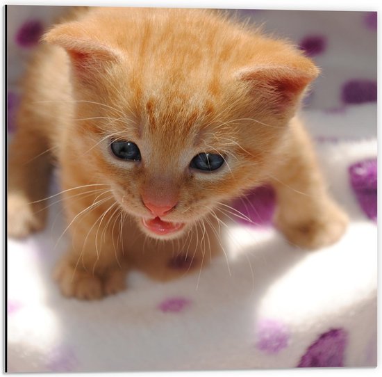 Dibond - Oranje Baby Katje op Kleedje met Paarse Stippen  - 50x50cm Foto op Aluminium (Wanddecoratie van metaal)