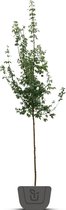 Fluweelboom | Rhus typhina | Stamomtrek: 8-10 cm