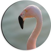 Dibond Wandcirkel - Roze Flamingokop - 20x20cm Foto op Aluminium Wandcirkel (met ophangsysteem)