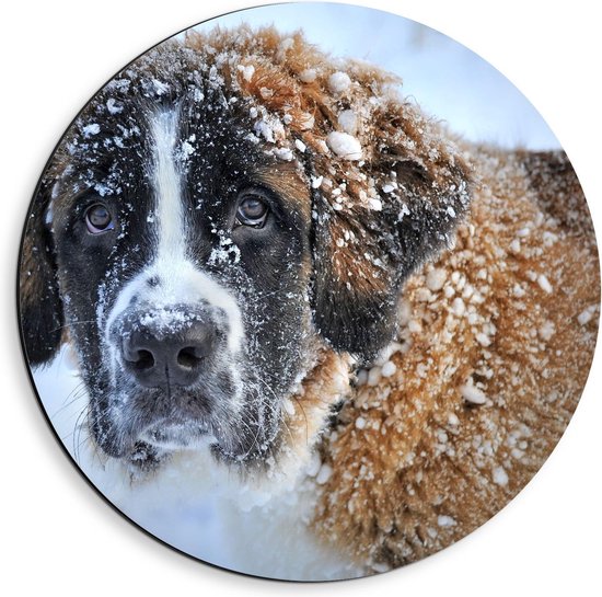 Dibond Wandcirkel - Hond onder de Sneeuw - 40x40cm Foto op Aluminium Wandcirkel (met ophangsysteem)
