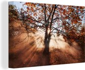 Canvas Schilderij Dichte mist tussen de takken van de eikenboom - 60x40 cm - Wanddecoratie