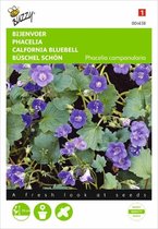 Bijenvoer - Phacelia campanularia