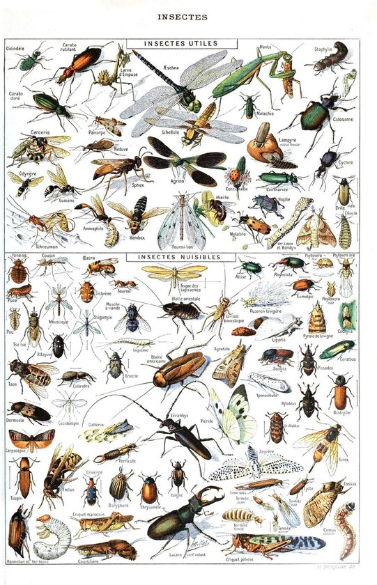 geroosterd brood soort module Vintage Poster Insecten - Large 70x50 - Educatief - Insectes - Biologie -  Schoolplaat... | bol.com