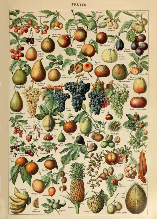 Poster - Vintage Fruit - Groenten en Planten Schoolplaat - Millot - Large