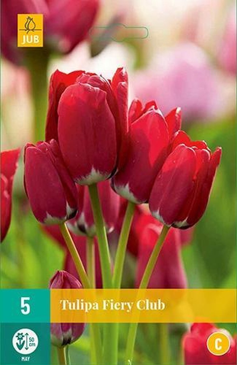 JUB - Tulipa Fiery Club, 3 bloembollen