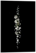 Acrylglas - Witte Bloemen op Zwarte Achtergrond  - 40x60cm Foto op Acrylglas (Wanddecoratie op Acrylglas)