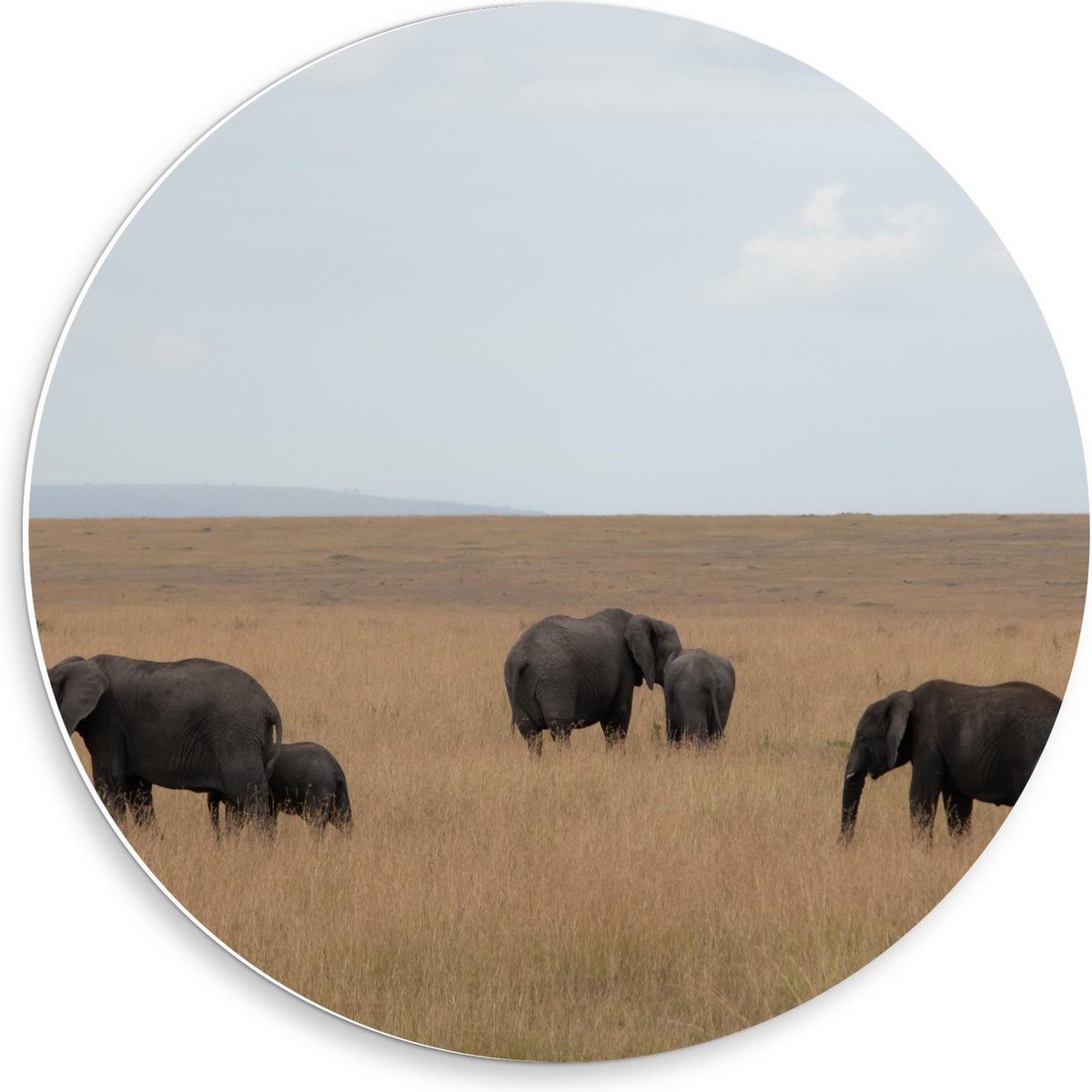 Forex Wandcirkel - Olifanten met Baby Olifanten in de Natuur - 50x50cm Foto op Wandcirkel (met ophangsysteem)