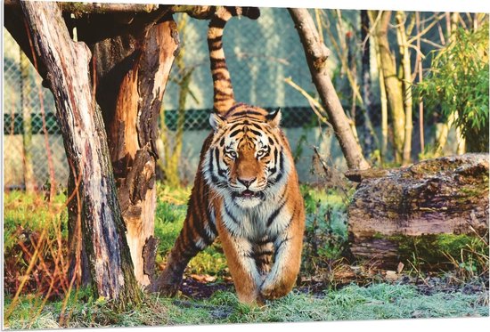 Forex - Sluipende Tijger in het Gras - 120x80cm Foto op Forex