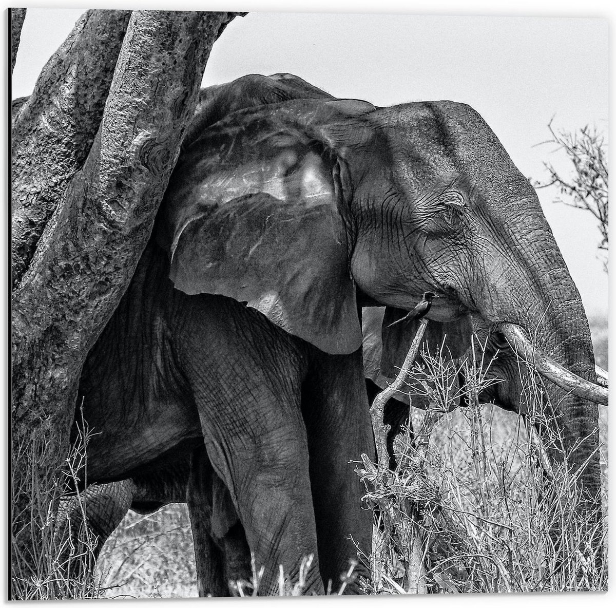 Dibond - Grote Olifant bij een Boom ( Zwart Wit ) - 50x50cm Foto op Aluminium (Wanddecoratie van metaal)