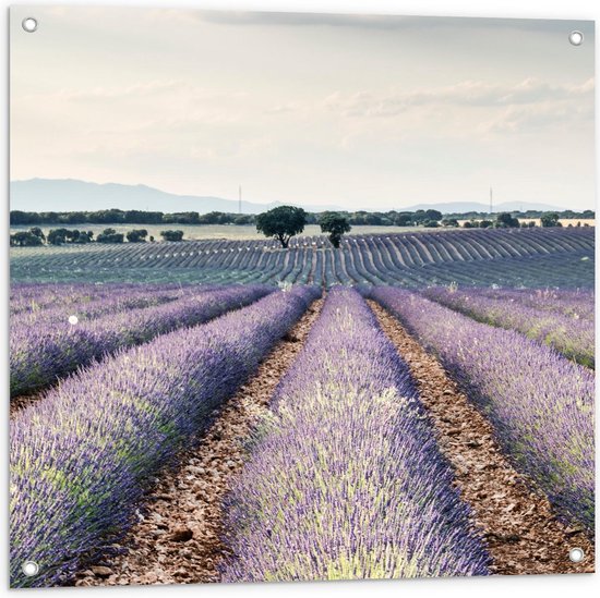 Tuinposter – Lavendel Velden  - 80x80cm Foto op Tuinposter  (wanddecoratie voor buiten en binnen)