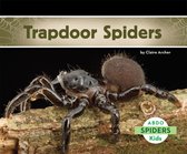 Spiders - Trapdoor Spiders