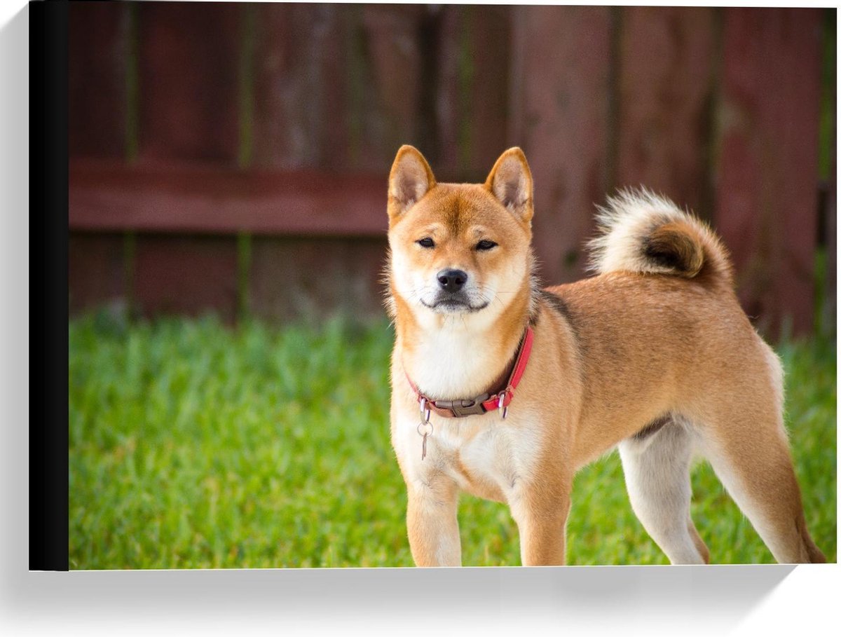 Canvas - Shiba Inu Hond met Gras - 40x30cm Foto op Canvas Schilderij (Wanddecoratie op Canvas)
