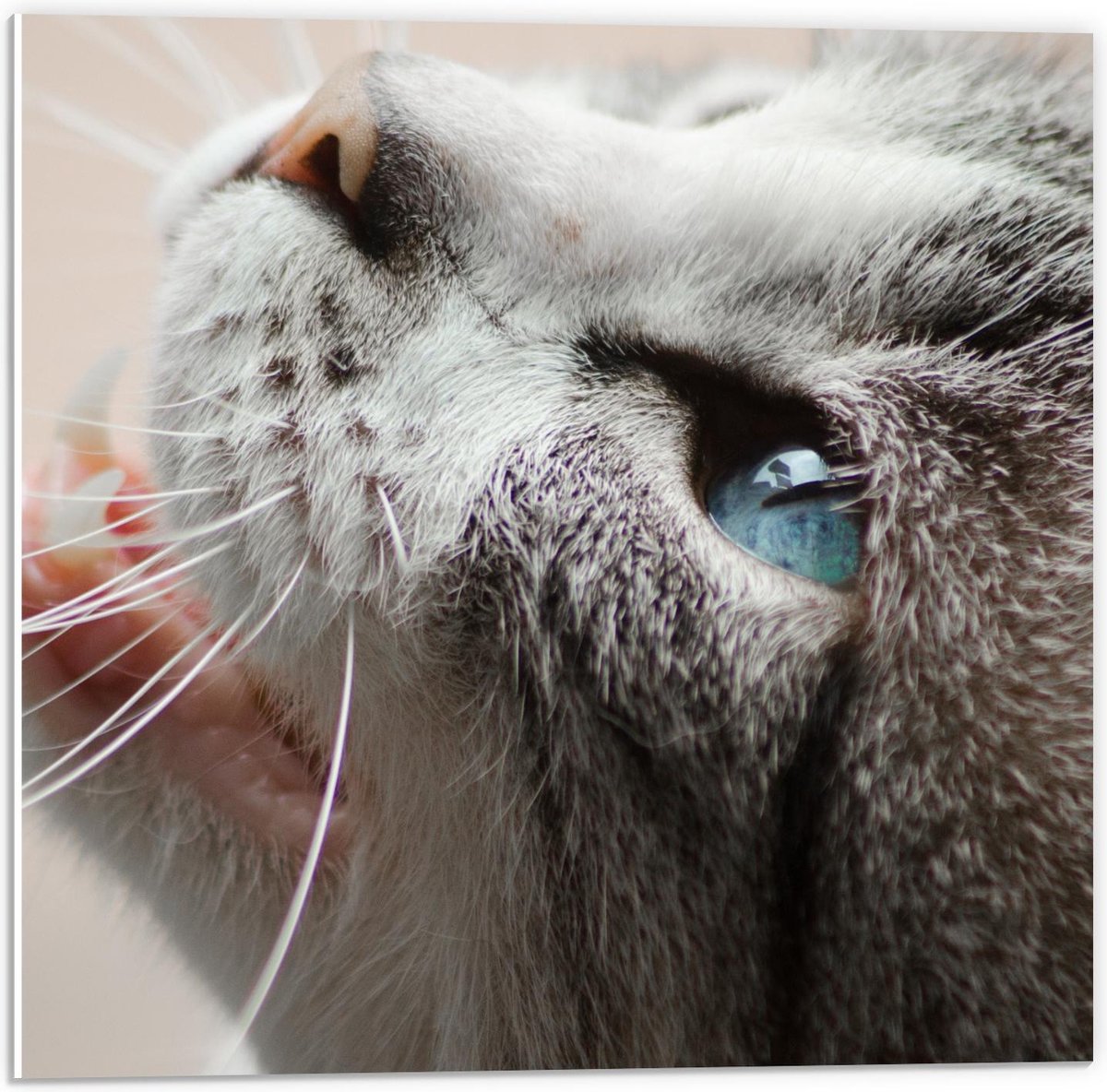 Forex - Zijkant Kattenkop - 50x50cm Foto op Forex