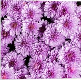 Acrylglas - Roze Bloemen met Zwarte Achtergrond - 50x50cm Foto op Acrylglas (Wanddecoratie op Acrylglas)