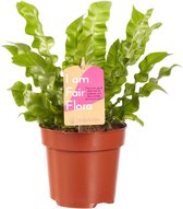 Varen van Botanicly – Nestvaren – Hoogte: 25 cm – Asplenium Crispy Wave