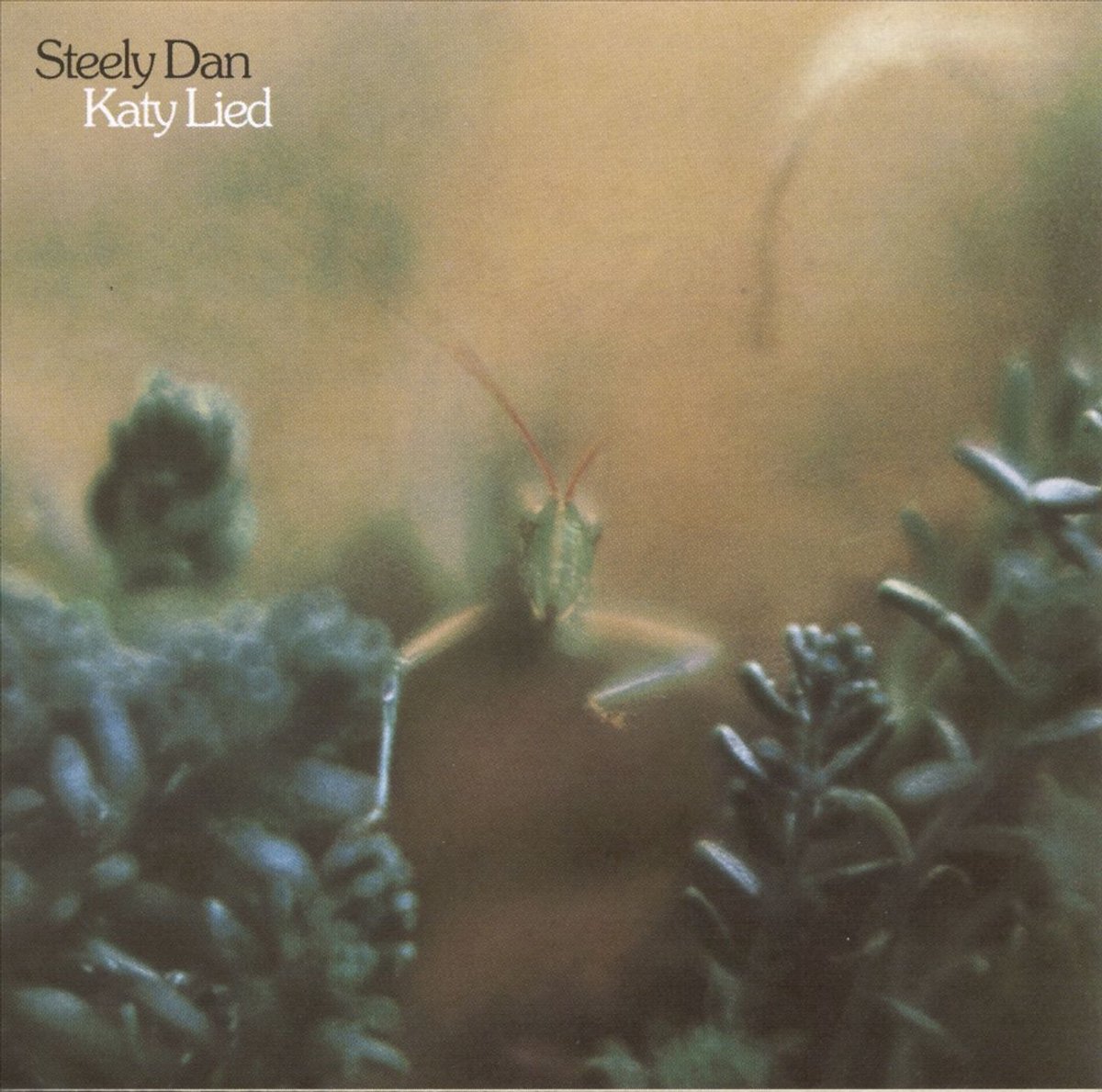 Katy Lied