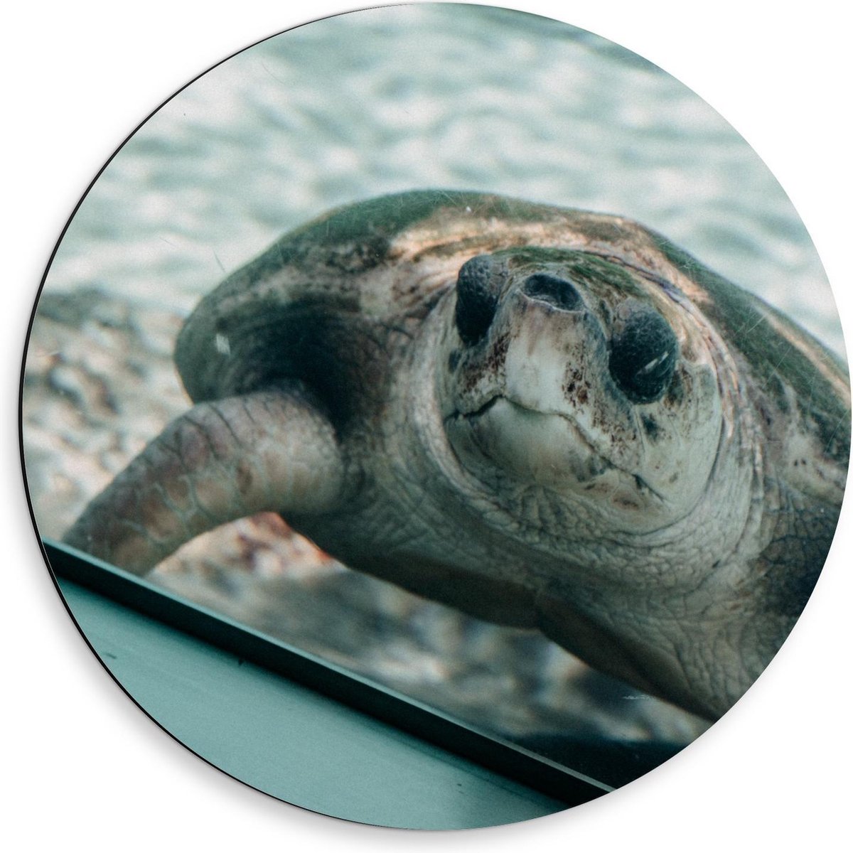 Dibond Wandcirkel - Schildpad in Aquarium - 50x50cm Foto op Aluminium Wandcirkel (met ophangsysteem)